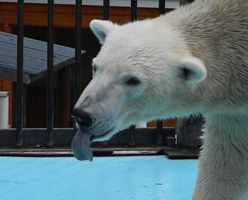 やっと行けた、おびひろ動物園
