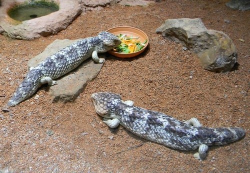 爬虫類マニアではありませんが・・・。