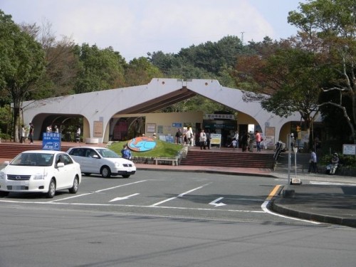 ホッキョクグマのキロル in 浜松市動物園
