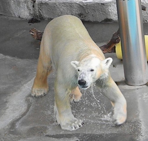 キロルのおやつタイム in 浜松市動物園