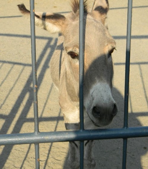 また来ます、浜松市動物園！