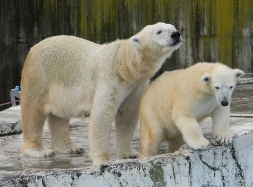 雨でも平気なホッキョクグマ親子
