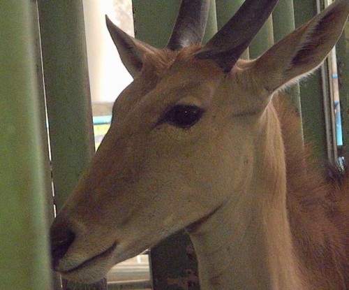 円山動物園熱帯動物館