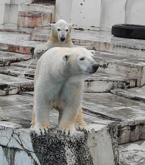 ホッキョクグマとシンリンオオカミ