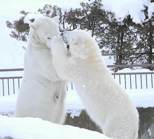 ホッキョクグマの昼下がり