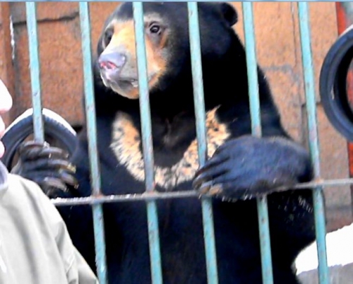 マレーグマのウメキチとシンリンオオカミ