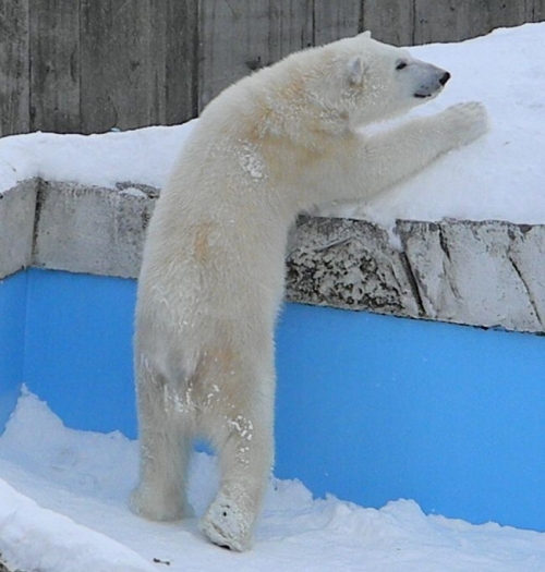 ホッキョクグマのアイラ・移動
