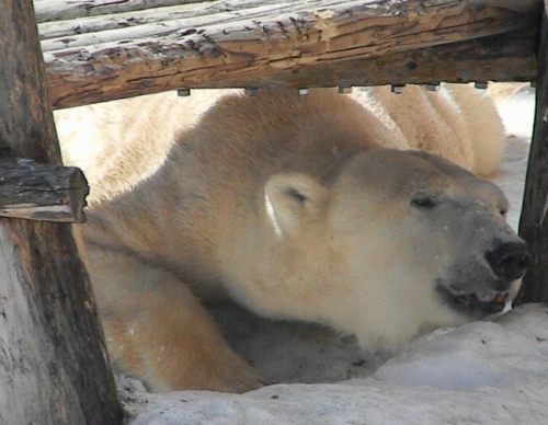 ホッキョクグマとねこねこ