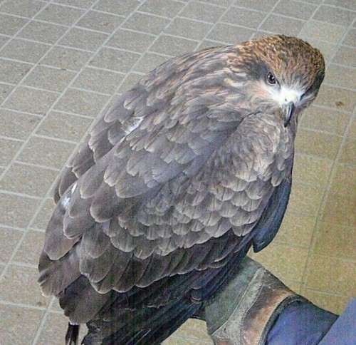 鷹匠体験と11日午後の円山動物園