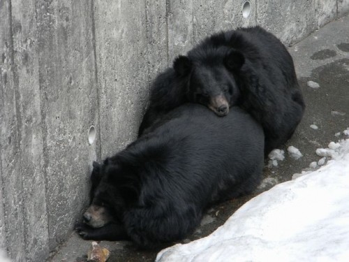 動物園と入園者数