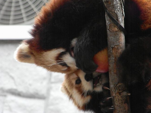 レッサーパンダ「リリィを送る会」