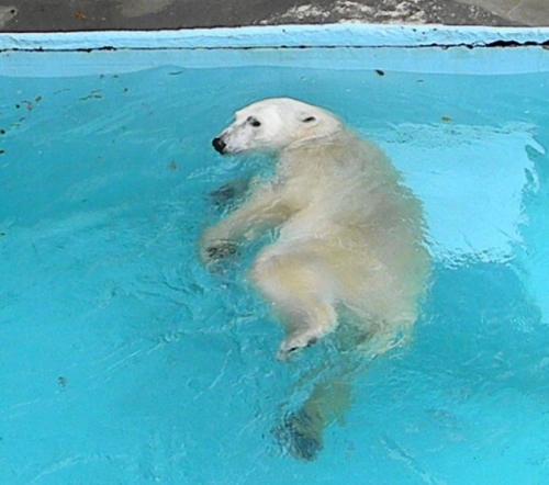 浜松市動物園のキロル4月30日の1