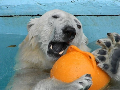 浜松市動物園のキロル4月30日の2