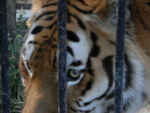 おびひろ動物園のお達者動物