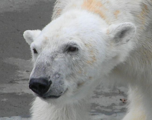 釧路市動物園・フンボルトペンギンの散歩