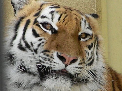 釧路市動物園もうじゅうのパクパクタイム