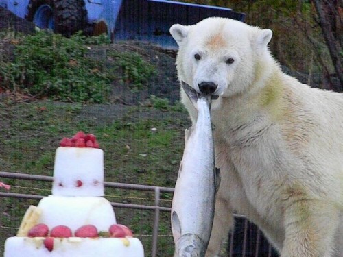 ホッキョクグマ・ララのお誕生会2012