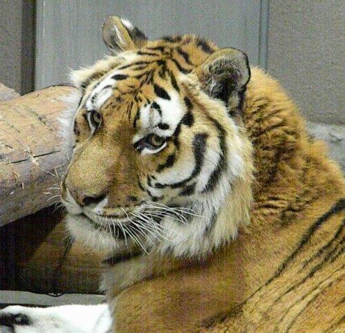 アムールトラのアイちゃん、久しぶり