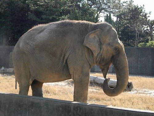 1月1日の浜松市動物園