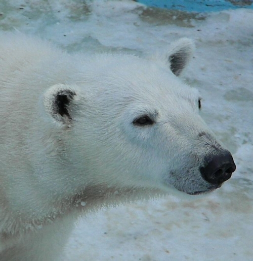 冬期開園最終日のホッキョクグマのアイラ2013