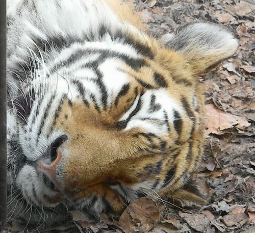 旭山動物園のねこねこ・オオカミ・くま・パンダ(レッサー)