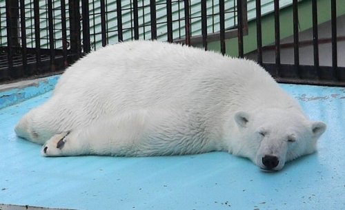 ホッキョクグマのお兄ちゃんとお姉ちゃん
