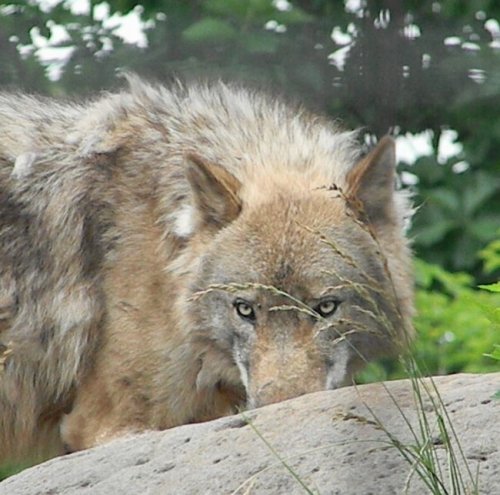 暑い日の旭山動物園の住獣たち