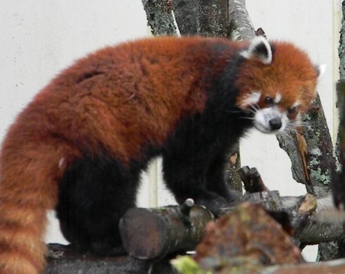 雨の釧路市動物園・その1