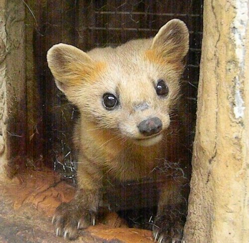 雨の釧路市動物園・その2