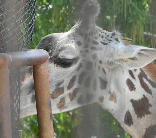 ナナスケ、会いに来たよ