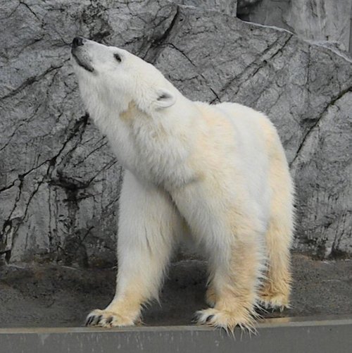 ホッキョクグマの三美神