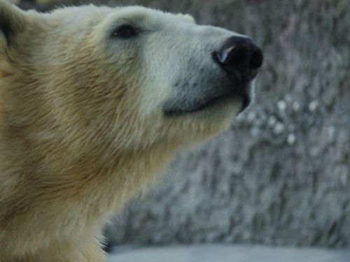 とくしま動物園のポロロ その1