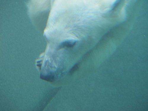 とくしま動物園のポロロ その2