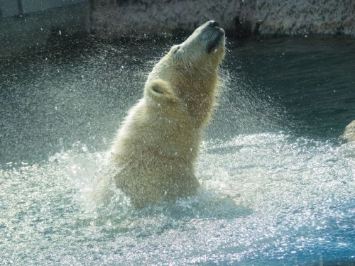 とくしま動物園のポロロ その3 と、コウゲツ翁