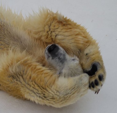 熊本市動植物園のマルルその1