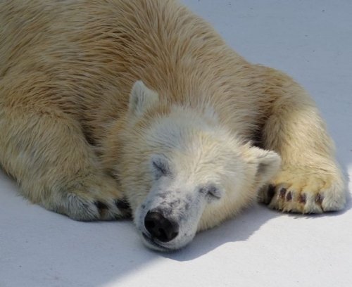 熊本市動植物園のマルルその3