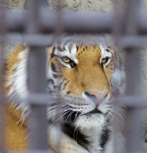 熊本市動植物園のアムールトラ・ユキヒョウ・マサイキリンなどなど