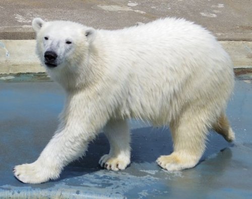 釧路市動物園のホッキョクグマ・ミルク
