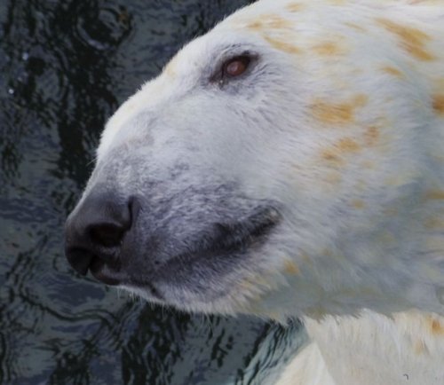 釧路市動物園のホッキョクグマ・ツヨシ