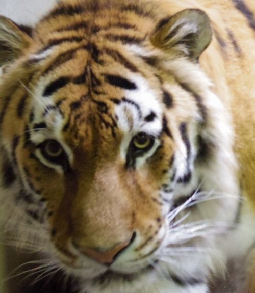 釧路市動物園のオランウータン・トラ・ライオン