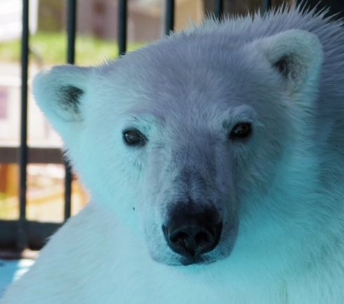 5月11日のおびひろ動物園 イコロとアイラ