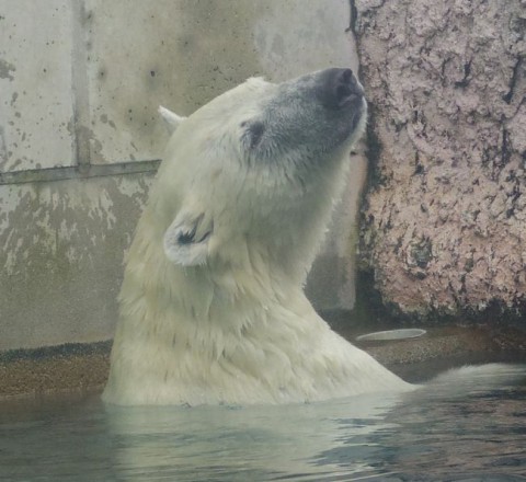 とくしま動物園のポロロ、氷のプレゼント