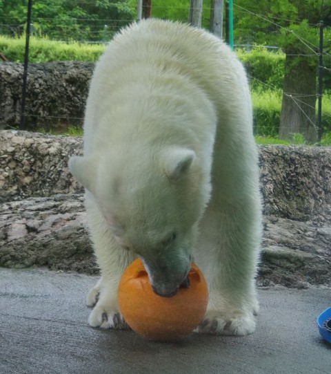 ポロロの朝食