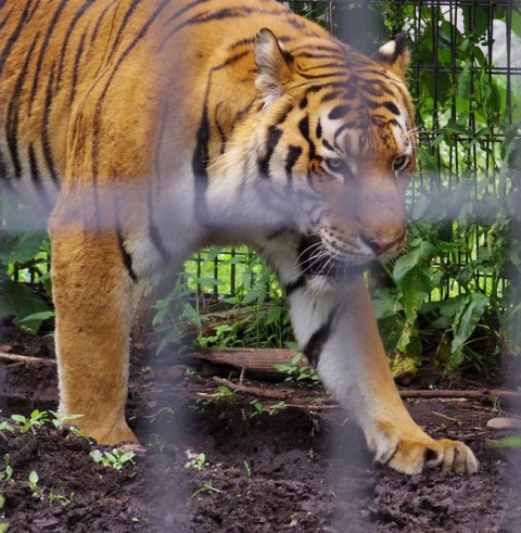 旭山動物園のオオカミ・ユキヒョウ・トラ・パンダ(レッサー)