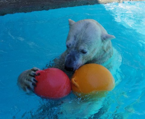 浜松市動物園のキロル