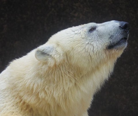 日本平動物園ふたたび