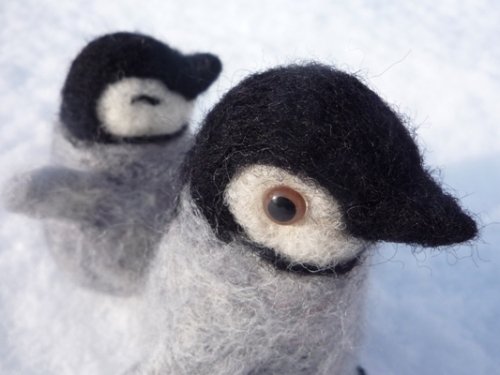 まだ、よちよち歩きの　ペンギン。