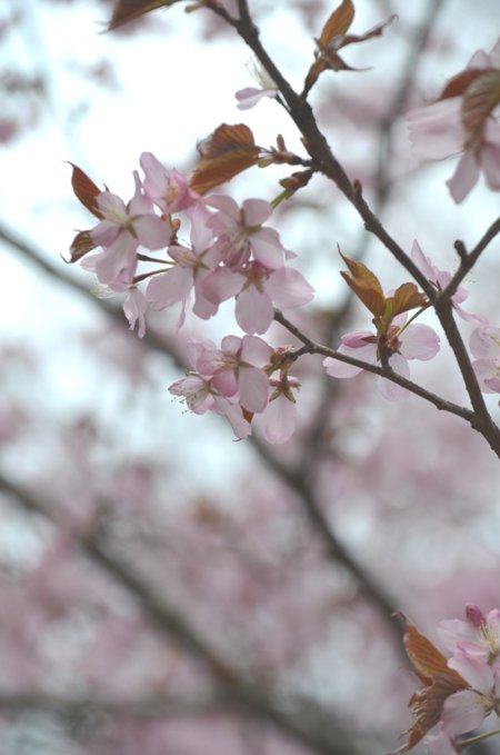 　朝んぽ　サクラ　春の日に　＊