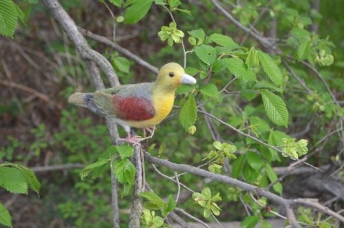 　お～アお～♪って鳴くらしい・・＾＾