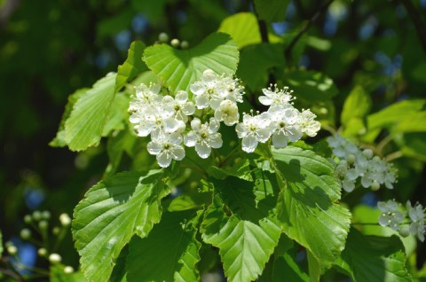 　あさんぽにて～今朝のお花とキノコ??